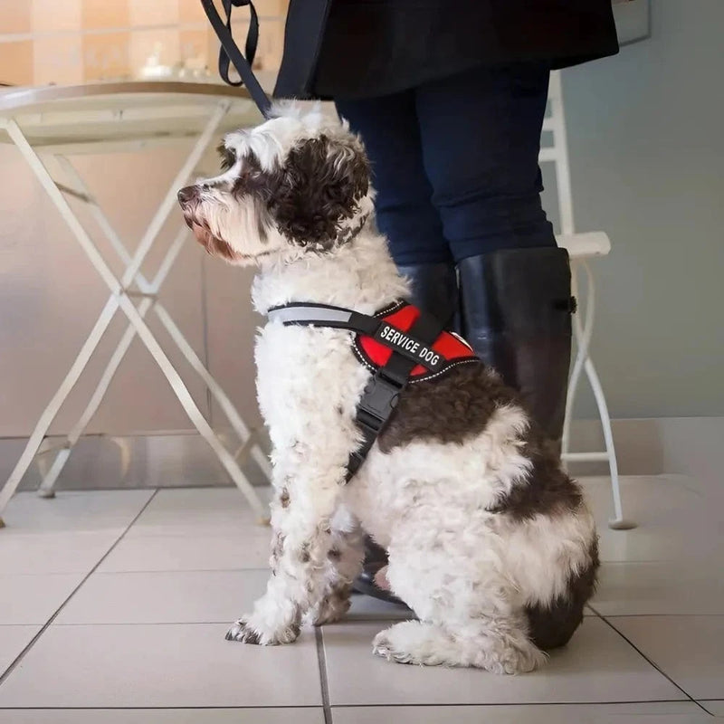 Peitoral SafeBud dog - DeusJoy.com